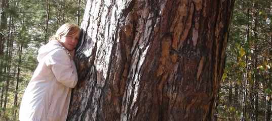 Сосна-рекордсмен: в Быстроистокском районе нашли огромное дерево