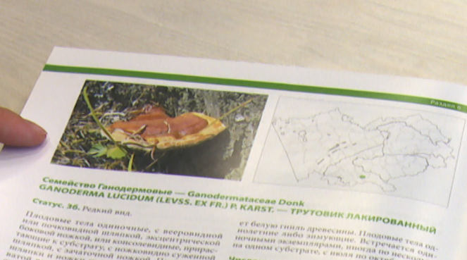 В России ужесточили наказание за незаконный сбор краснокнижных грибов и растений