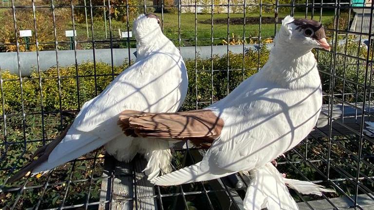 В Барнауле планируют возрождать породу алтайских голубей