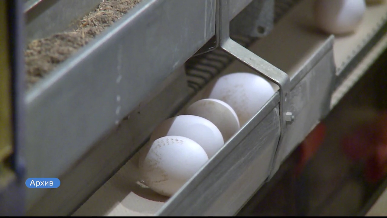 В Алтайском крае, по данным Минсельхоза, наметился тренд на увеличение продуктивности птицеводства