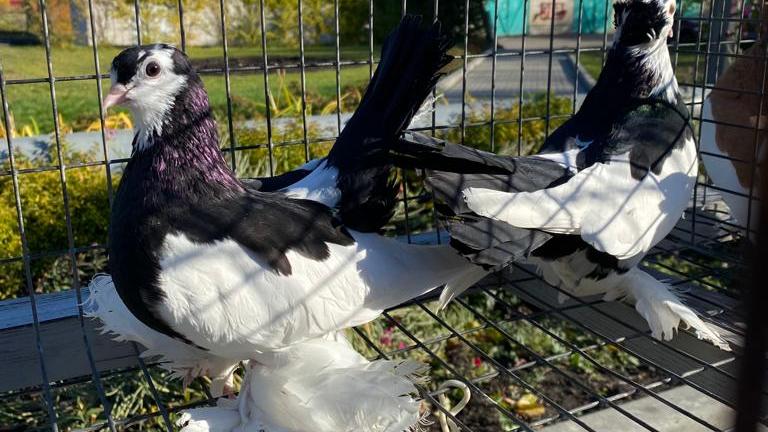 В Барнауле планируют возрождать породу алтайских голубей