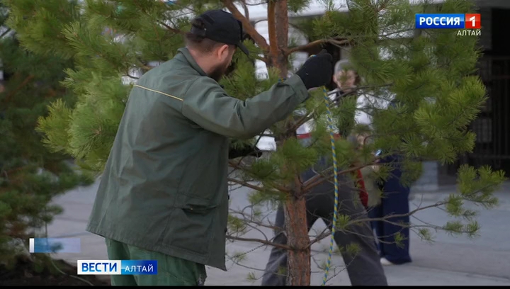 В Барнауле восстановили аллею, которая пострадала от рук вандалов