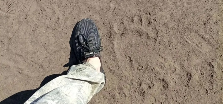 Следы взрослого медведя обнаружили на проселочной дороге в Новоповалихе