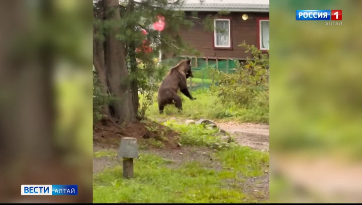 Из-за выхода медведя сегодня в Советском районе ввели режим повышенной готовности