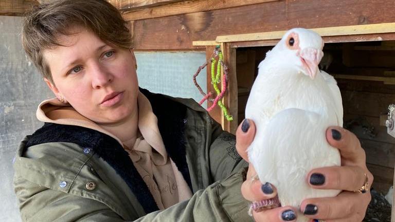 В Барнауле планируют возрождать породу алтайских голубей