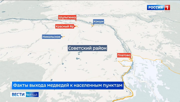 В Советском районе из-за частых встреч с медведями продолжает действовать режим повышенной готовности 