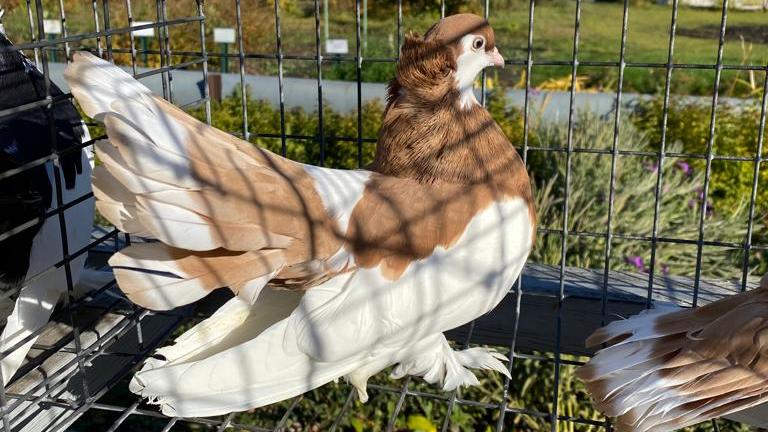 В Барнауле планируют возрождать породу алтайских голубей