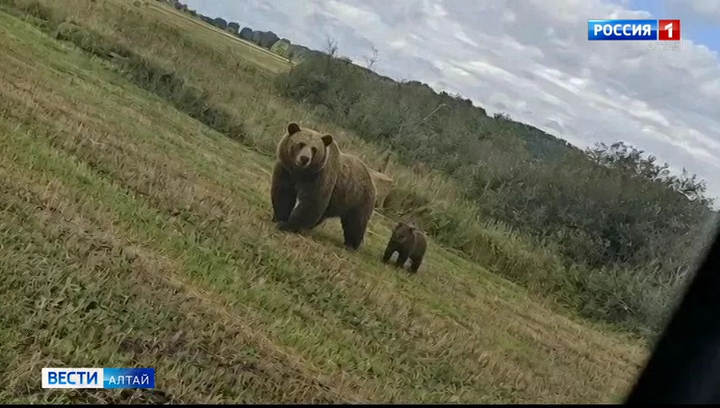 В Заринском районе жители замечают бурых медведей, которые покинули привычные места обитания