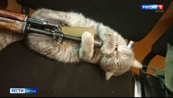 Котёнок спас бойца СВО из Алтайского края