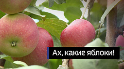 В алтайской степи садовод-любитель вывел особый выносливый сорт яблонь