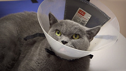 В Барнауле работает единственная государственная ветеринарная клиника