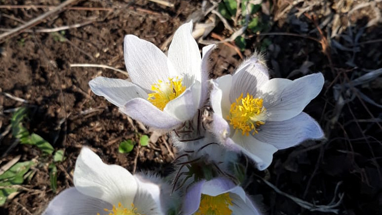 В Алтайском крае расцвели подснежники