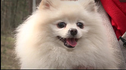 Неизвестные травят бездомных собак на улицах Барнаула