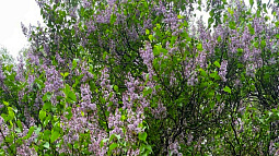 Сирень, сорванная на улице, может стоить жителям края от 500 рублей до 500 тысяч 