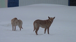 Карантин по бешенству действует в 28 пунктах – в Барнауле и 20 районах алтайского края