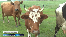 В Алтайском крае стремительно падает рентабельность производства молока