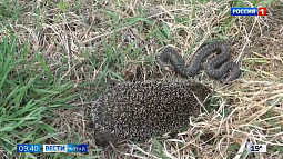 В Алтайском крае от нападения змей пострадали 25 человек