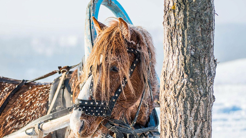 В Налобихе пройдут конные бега беспородных лошадей