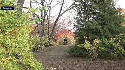 В барнаульском дендрарии началась золотая пора