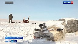 В Петропавловском районе неизвестные вновь расстреляли лошадей