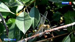 В Барнауле заметили увеличившееся число стрекоз