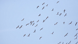 День журавля: наблюдаем за птицами и делимся данными с орнитологами