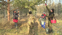 На Алтае стартовал сезон сбора сосновых шишек