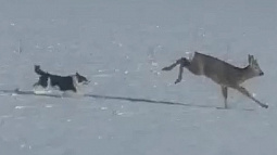 В Алтайском крае бродячие собаки убили больше косуль, чем браконьеры