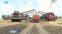 Алтайский край вошёл в число регионов-лидеров по валовому сбору зерна