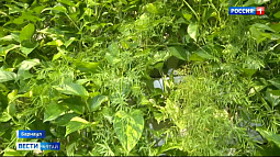 В Барнауле теперь можно нанять озеленителя