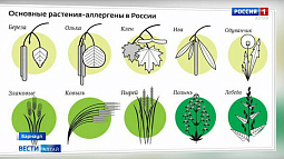 В ближайшее время аллергикам стоит быть осторожными, выходя на улицу