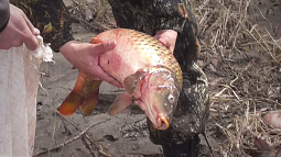 На водоёмах края ввели временные ограничения для рыбаков