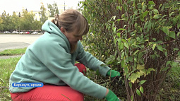 В Барнауле осенью высадят около 600 деревьев и почти 2000 кустарников