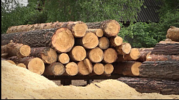 Участники СВО с Алтая, а также члены их семей, могут получить льготную деловую древесину вне очереди