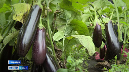 На Западно-Сибирской овощной опытной станции в самом разгаре сбор урожая