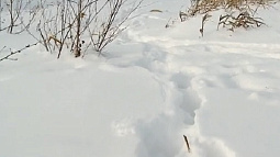 В барнаульском посёлке Бельмесёво началась вакцинация животных против бешенства