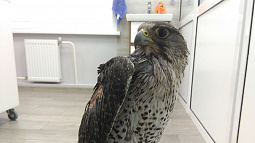 Раненой самке кречета из Мурманска нашли жениха в Барнауле