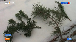 В Залесовском районе Алтайского края задержали первого в этом году охотника за ёлками