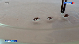 На Алтае активизировались клещи