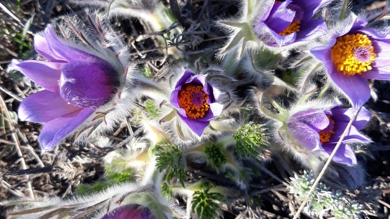 В Алтайском крае расцвели подснежники