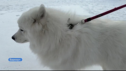 Алтайский край вошёл в топ-3 самых популярных направлений для путешествий с домашними животными в России