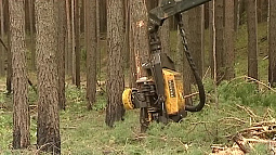 Сотрудника компании «Алтай-Форест» обвиняют в незаконной рубке