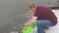 Губернатор Алтайского края поучаствовал в зарыблении Оби