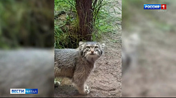 В сети появились видеокадры с подрастающими котятами нашей самки манула Пепе 