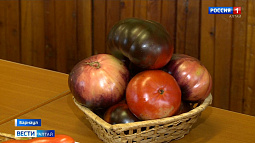 На Западно-Сибирской овощной опытной станции вырастили 28 сортов томатов