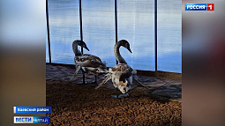 Лебедей с повреждёнными крыльями перевезут из Баевского района в Барнаул