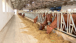 В селе Гришковка Немецкого национального района появился животноводческий комплекс с роботом-дояром 