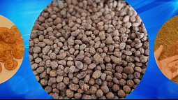 На Алтай из Китая впервые завезли партию чуфы