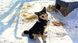 В Барнауле увеличили расходы на обращение с животными