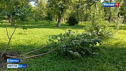 В парке «Изумрудный» ночью неизвестные сломали полсотни деревьев